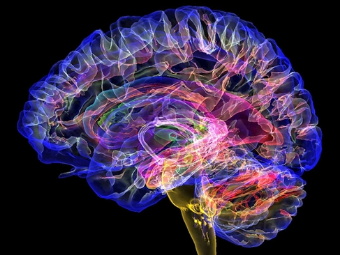 搜索中国黄色视频操逼视频大脑植入物有助于严重头部损伤恢复